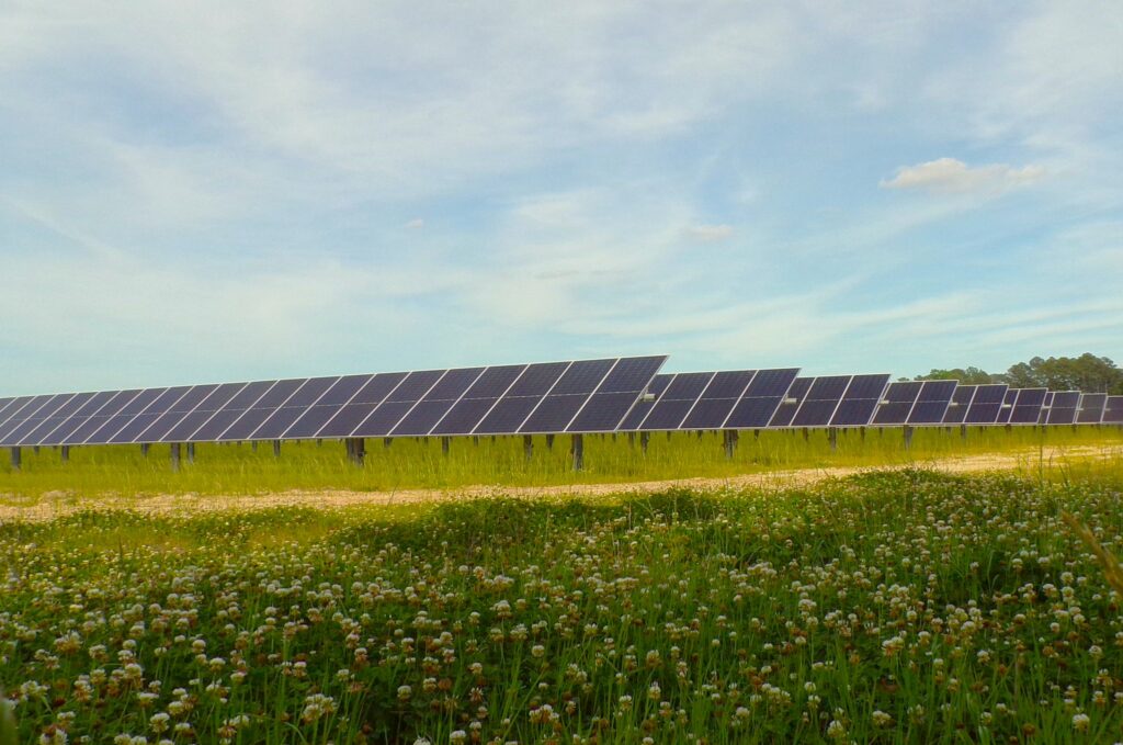 Solar panels mounted on racks in a clover field