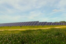 Solar panels mounted on racks in a clover field