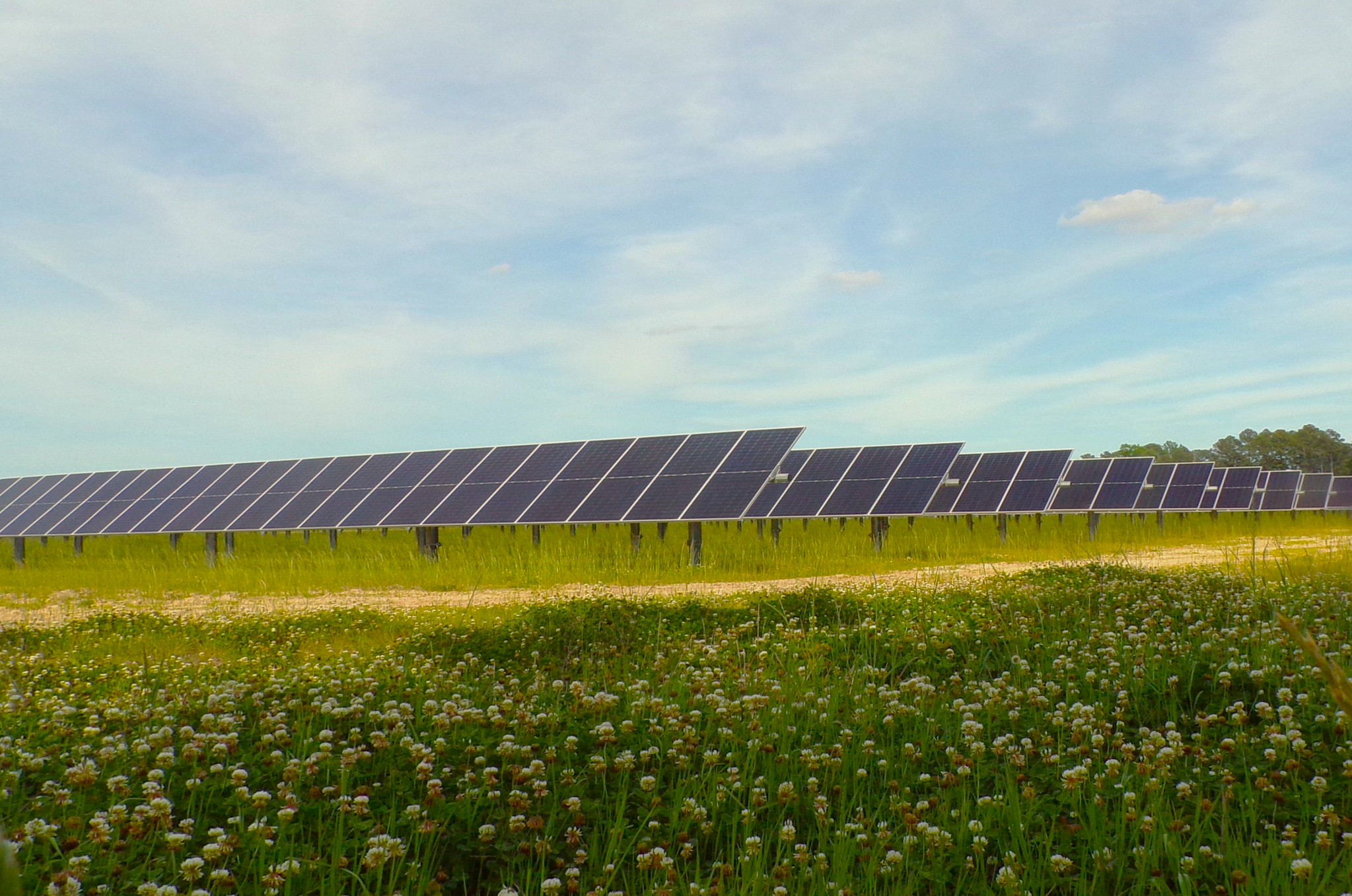 Solar panels mounted on racks in a clover field