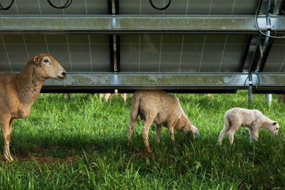 Solar panels increase grasses for sheep and cows by 90%