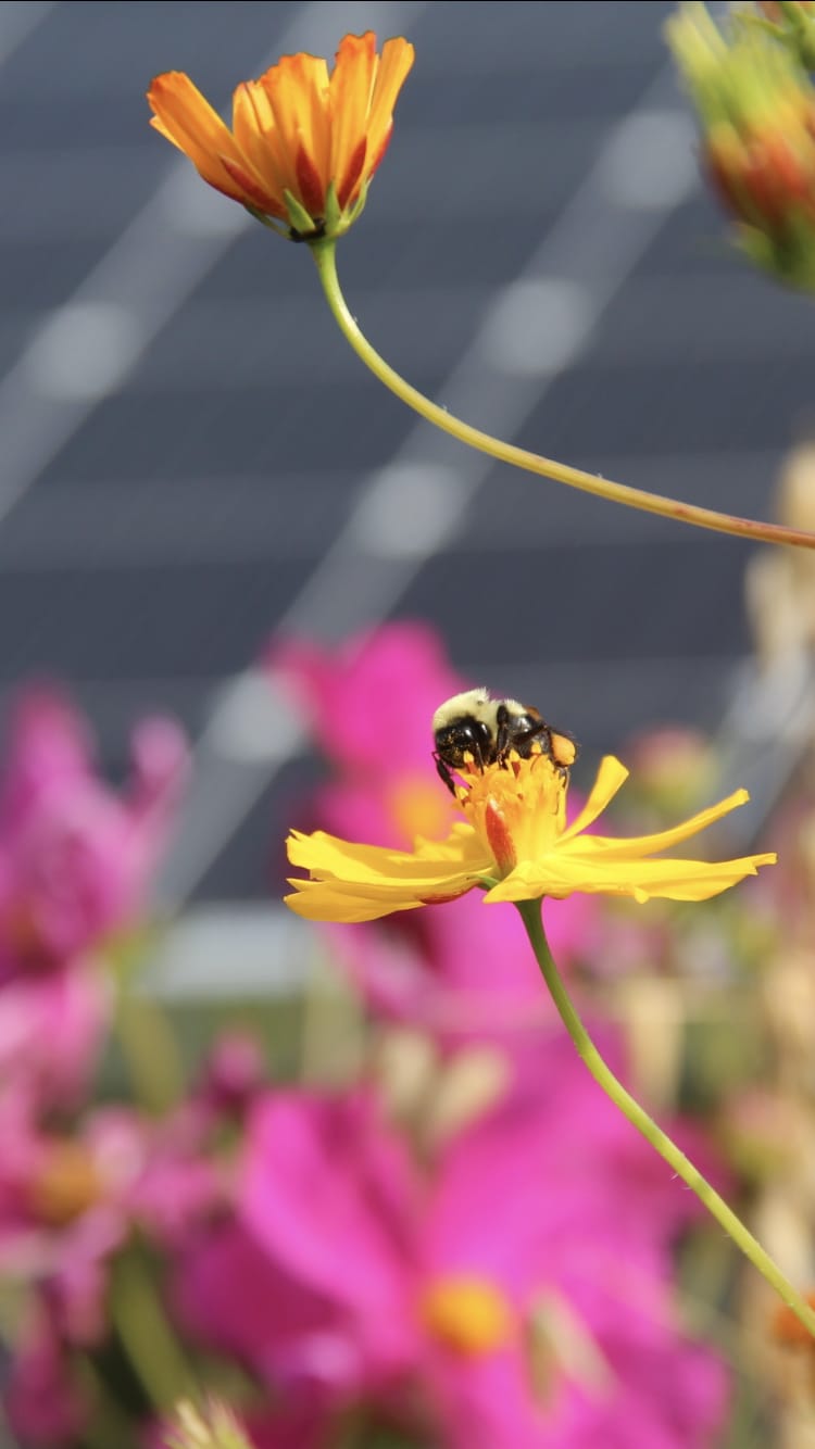 Solar and pollinators: a photo essay – pv magazine USA
