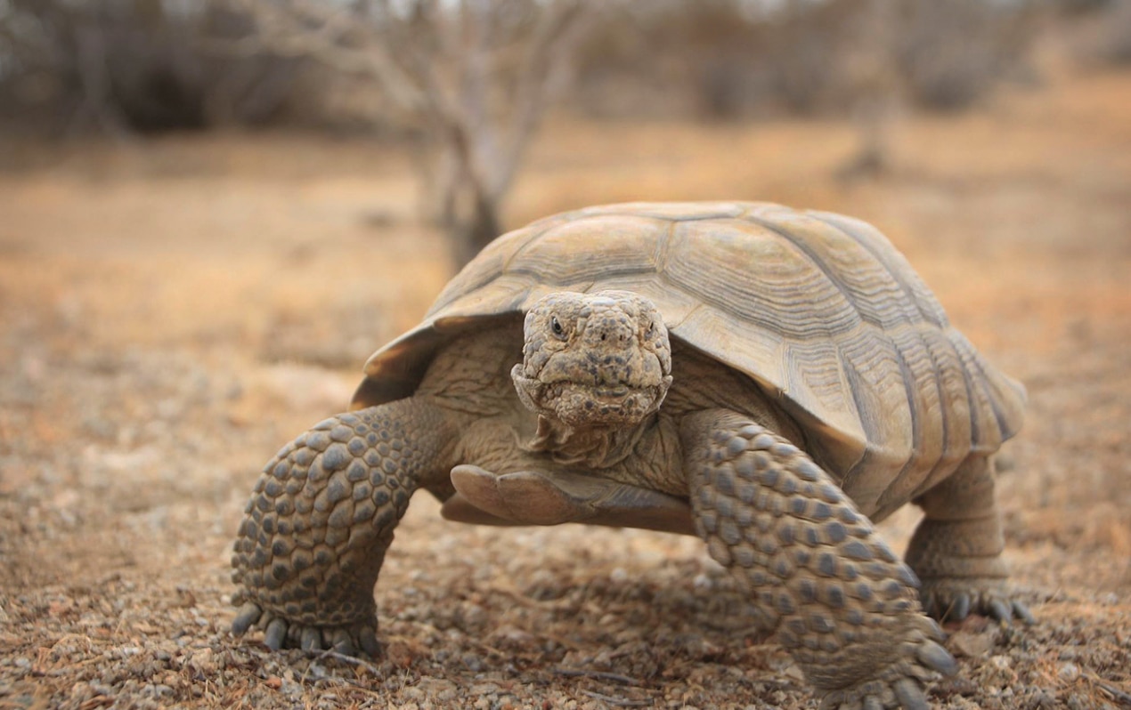 A Desert Solar Farm Can Actually Improve Desert Tortoise Habitat – Pv 