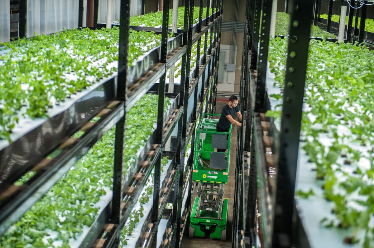 Microgrids for vertical farming