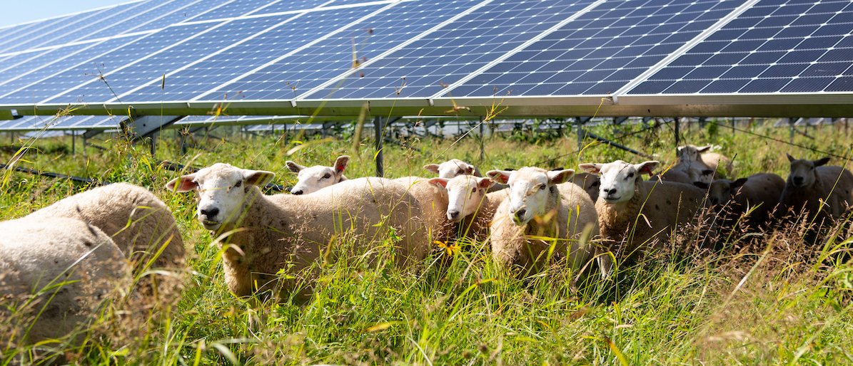 Sunrise Brief Farmland Dispute Deals A Setback To A Utility Scale Solar Project In New Jersey Pv Magazine Usa