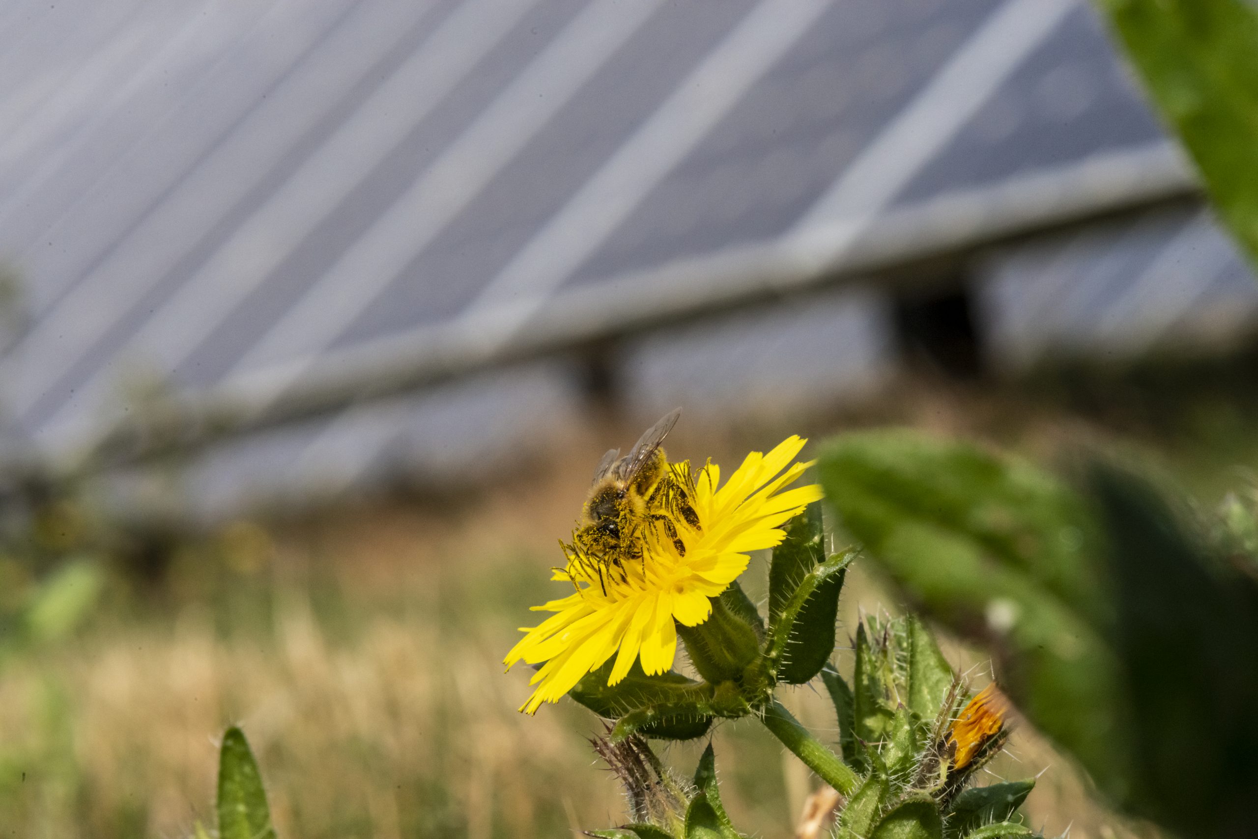 Retrofitting solar farms with pollinators could yield up to $264 ...