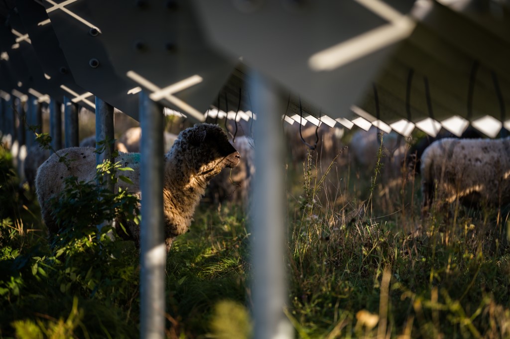 Butterflies, bees, sheep, and solar energy production can coexist pv