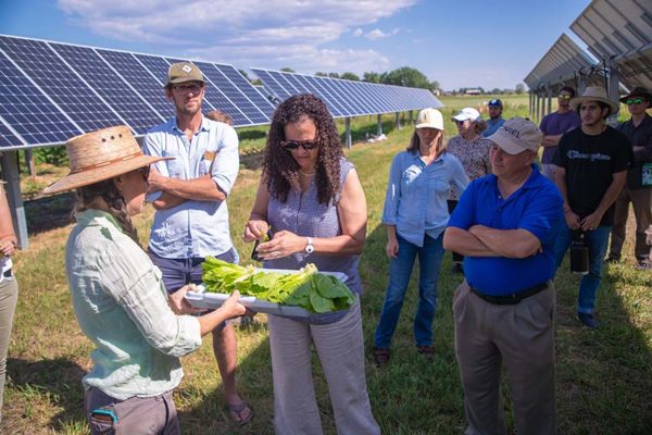 Agrivoltaics: Co-locating solar and agriculture yields mutual benefits ...