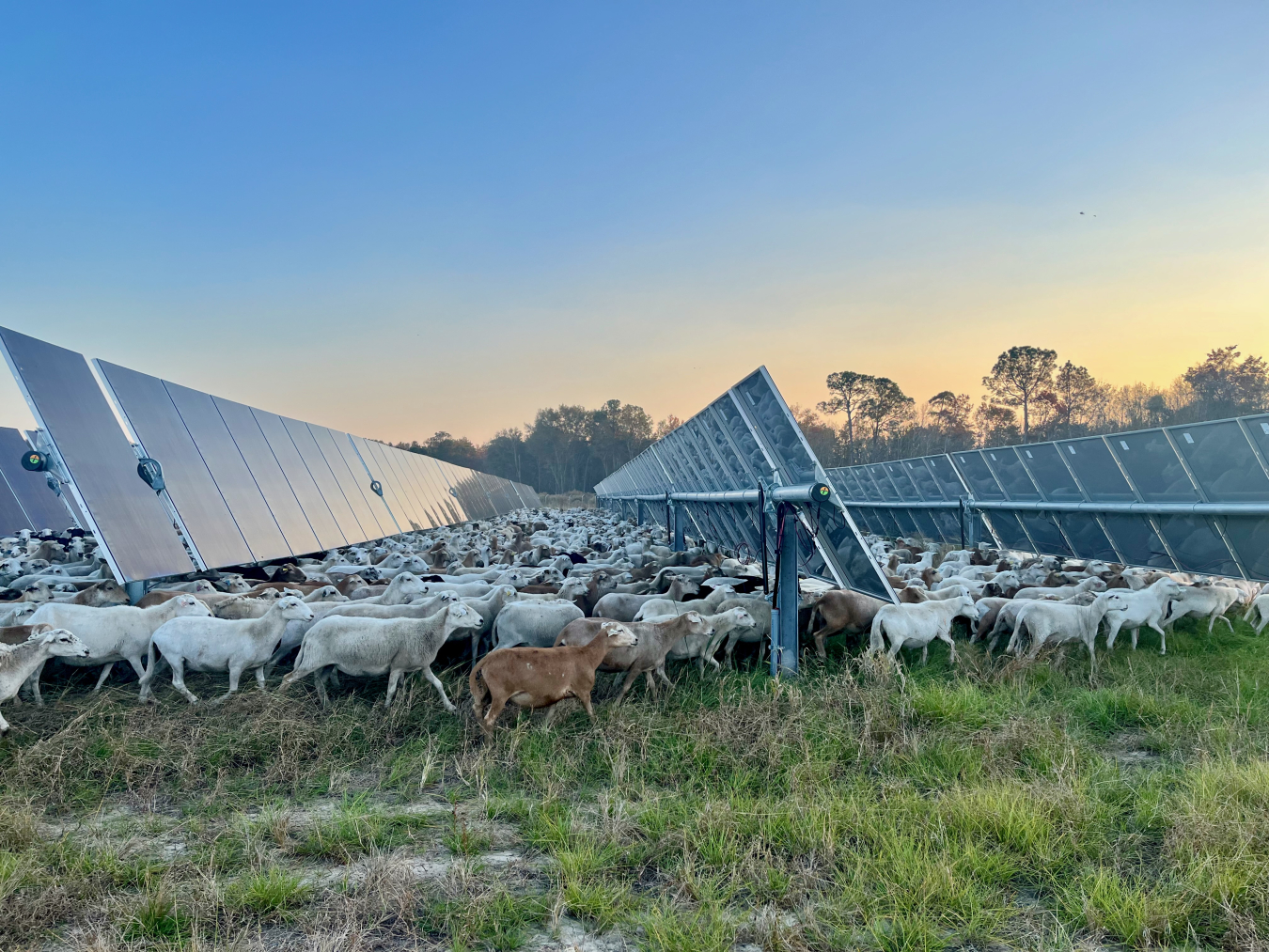 Utility-scale solar and storage developer Silicon Ranch secures $500 million from AIP