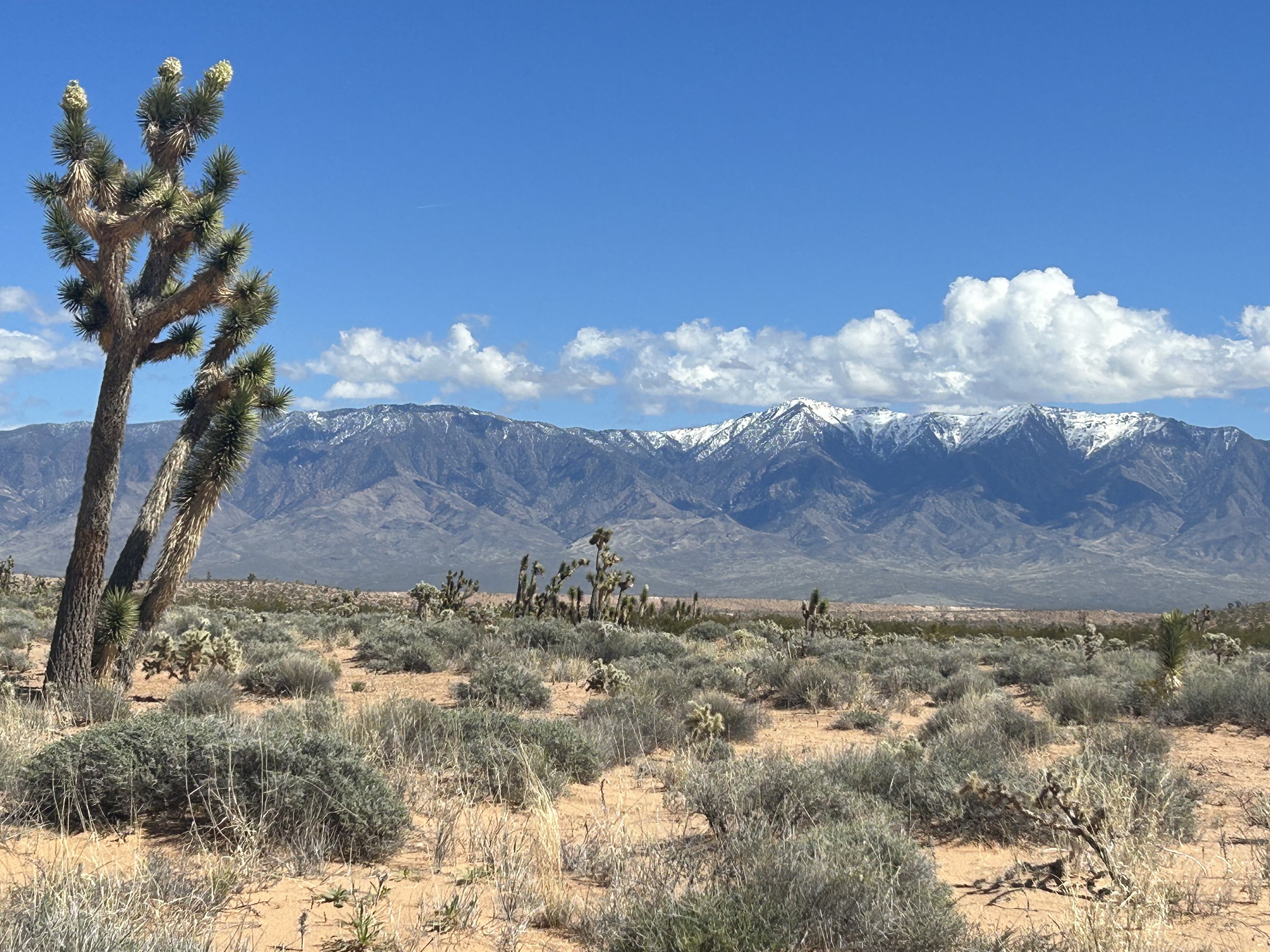 Majority woman-owned developer begins construction on solar, battery facility in Nevada