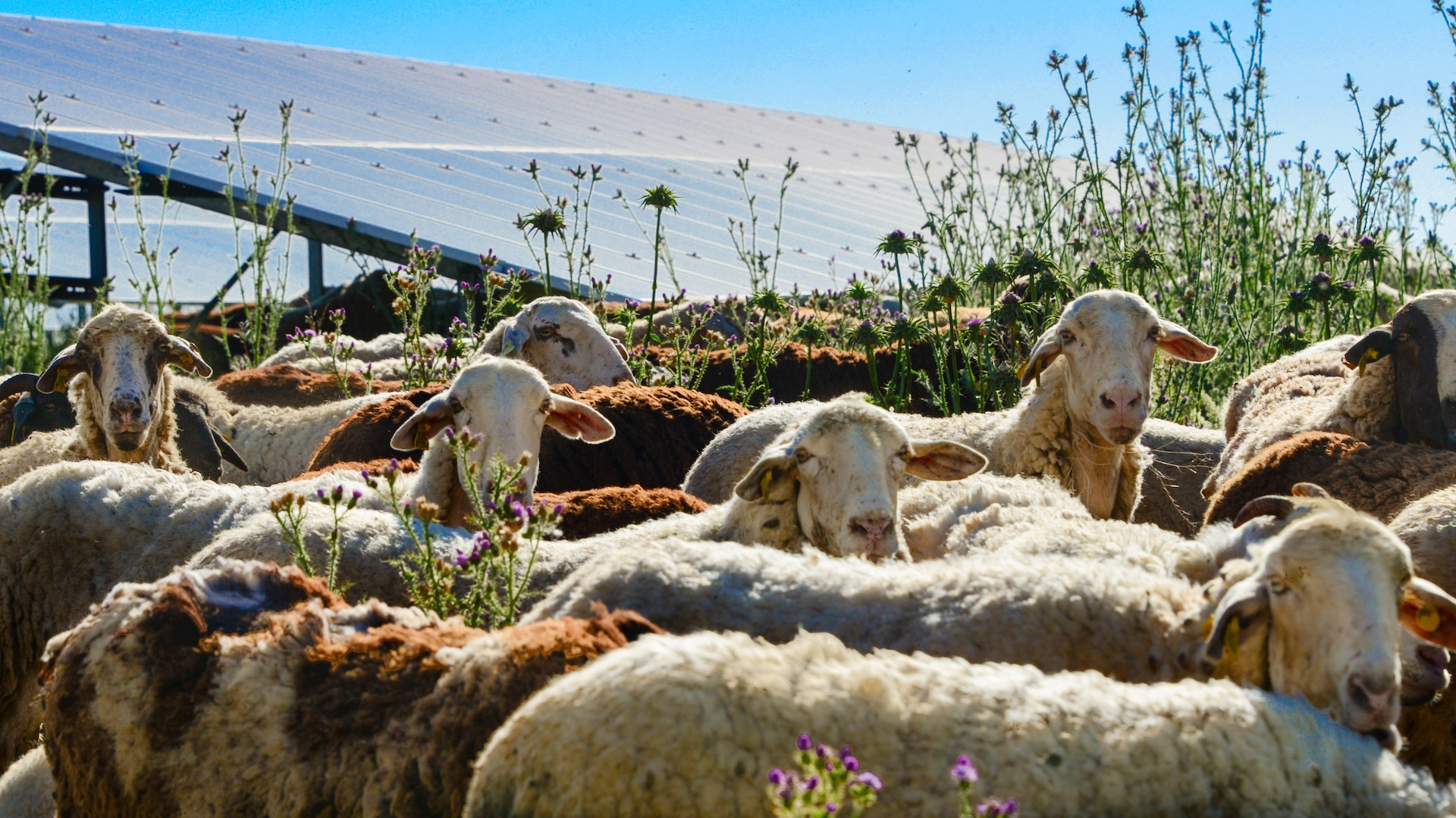 Governor Newsom fast tracks agrivoltaic solar-plus-storage project in California