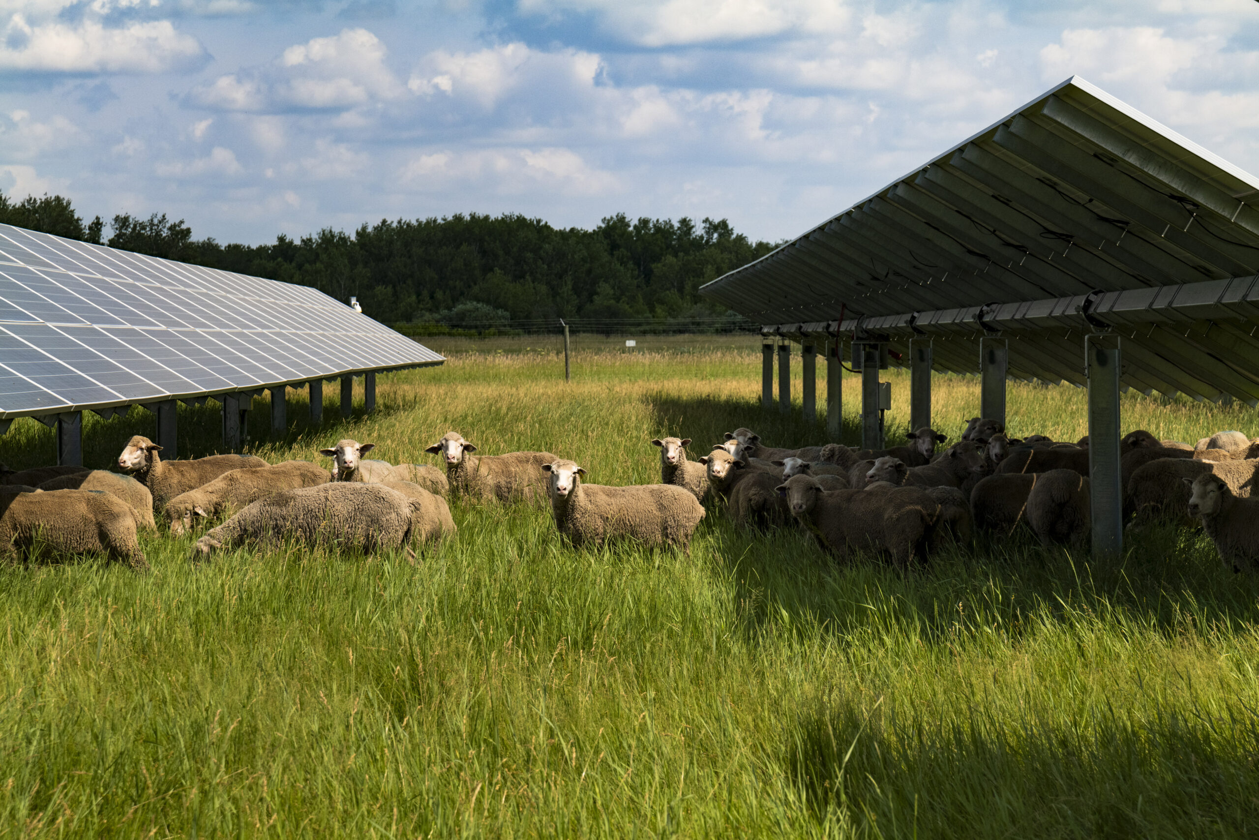 How renewable energy projects can enhance ecosystems