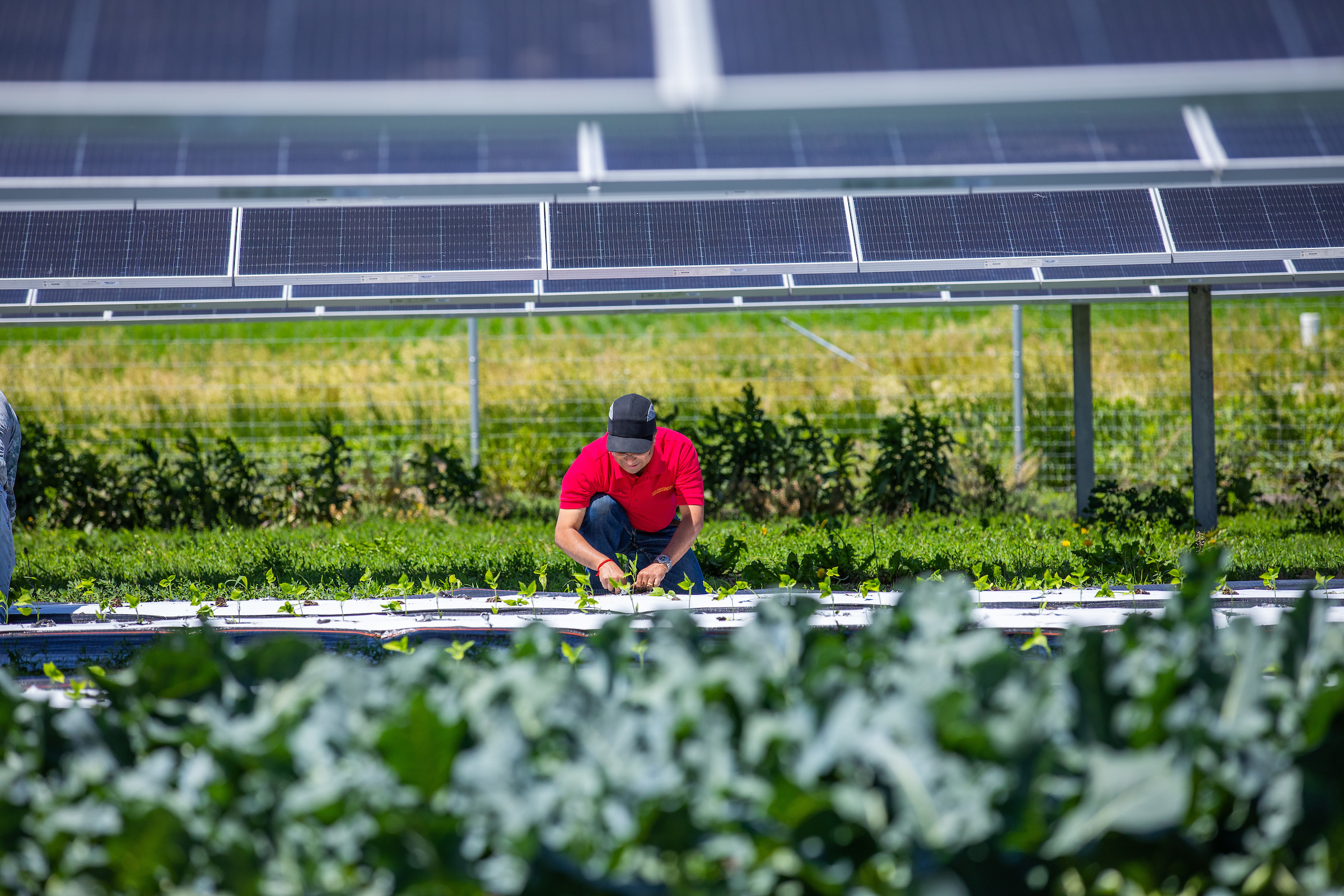 Iowa researchers explore how solar panel height, design affects crop yields