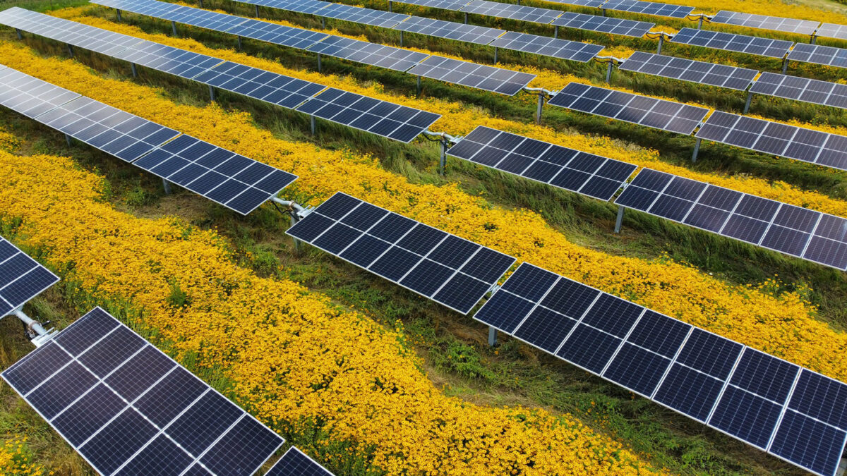 Solar panels mounted on single-axis trackers in a flowery field