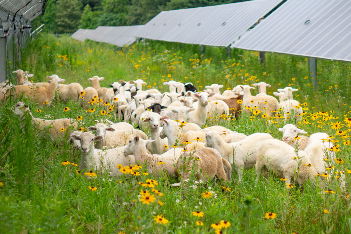Sheep graze in a field of flowers with solar panels nearby